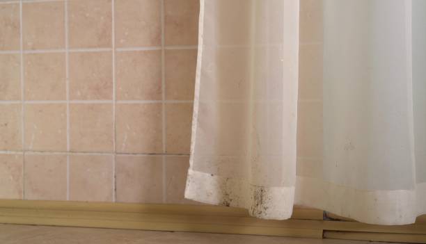 Best Black Mold Removal  in Woodstock, AL