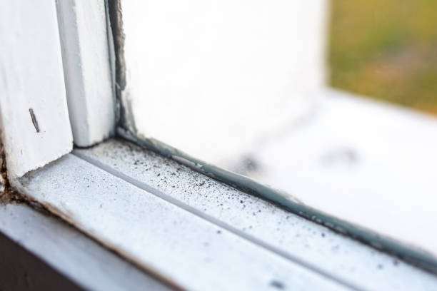 Best Asbestos and Lead Testing During Mold Inspection  in Woodstock, AL